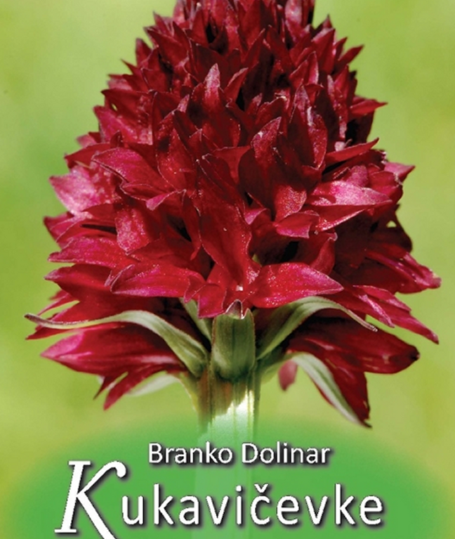 KUKAVIČEVKE V SLOVENIJI